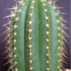 coleocephaloc_ereus_pluricostatus